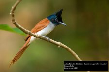 Asian Paradise Flycatcher.jpg