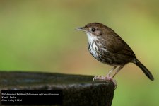 Puff-throated Babbler.jpg