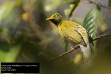 Gray-headed Bulbul.jpg