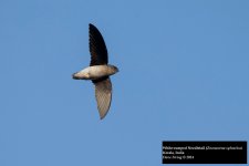 White-rumped Needletail.jpg