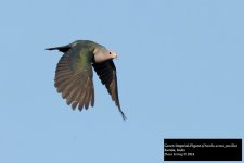 Green Imperial-Pigeon.jpg