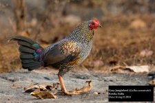 Gray Junglefowl.jpg