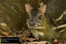 Indian Mouse Deer.jpg