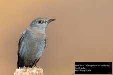 Blue Rock Thrush 3.jpg