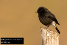 Pied Bush Chat.jpg