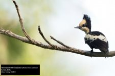 Heart-spotted Woodpecker.jpg