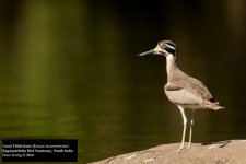 Great Thick-knee.jpg