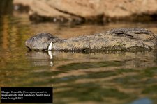 Mugger Crocodile.jpg