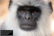 Southern Plains Gray Langur.jpg