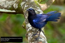 Malabar Whistling-Thrush.jpg