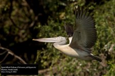 Spot-billed Pelican.jpg