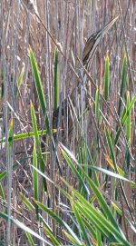 American Bittern-5388.jpg