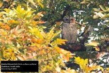 Mottled Wood-Owl.jpg