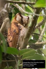 Oriental bay-Owl.jpg