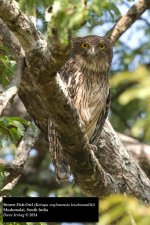 Brown Fish-Owl.jpg