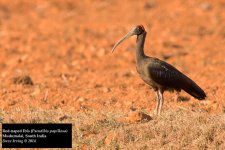 Red-naped Ibis.jpg