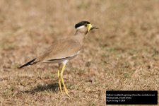 Yellow-wattled Lapwing.jpg