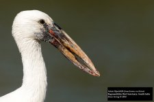 Asian Openbill.jpg