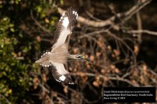 Great Thick-knee 2.jpg