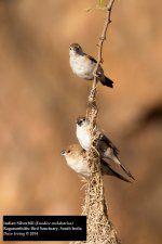 Indian Silverbill.jpg