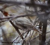 Red-throated Thrush.jpg