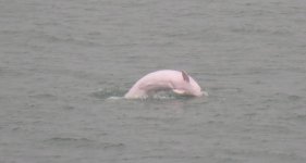 IMG_3752 Chinese White Dolphin @ Tai O.JPG