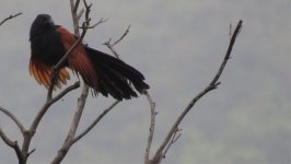 IMG_3794 Gtr Coucal @ Pui O.jpg