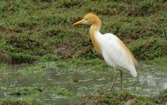 IMG_3810 Cattle Egret @ Pui O.JPG