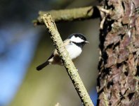 coal tit.JPG