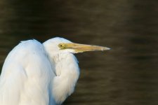 great egret 70x rx100M2 stx95 _DSC9694.jpg