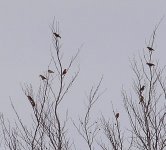 distant parrot crossbills.JPG