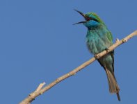 LG Beeeater_Raysut_070114b.jpg