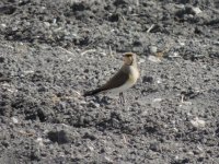 2014.04.12 Collared Pratincole.JPG