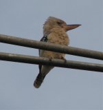 Blue-winged Kookaburra..jpg