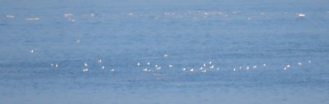 IMG_2916 Black-headed Gulls @ Tai O.JPG