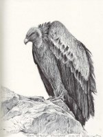 Griffon-vulture--Monfragüe.jpg