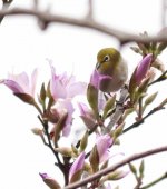 japanese white-eye flowers VP GH3 100-300mm_1210745.jpg