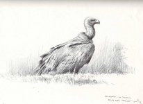 Griffon-vulture-La-serena.jpg