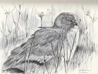 Montagu`s-harrier-male.jpg