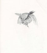 Eagle-owl-head.jpg