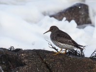 Purple Sandpiper_Girdle Ness_010214a.jpg