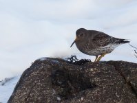 Purple Sandpiper_Girdle Ness_010214d.jpg