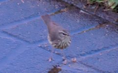 Louisiana Thrush.jpg