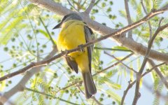 Panama Flycatcher.jpg