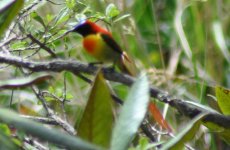 Aethopyga ignicauda (Fire-tailed Sunbird) Luoji Shan May 2012.jpg