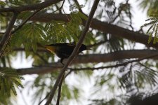Yellow-winged Cacique-s.jpg
