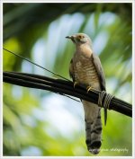 Common Hawk Cuckoo__003.jpg