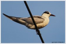 Common Tern Juvenile_0007-2.jpg