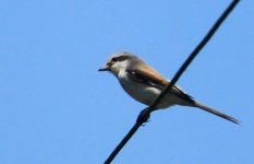 Shrike_0008.jpg