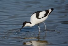 Avocet.JPG